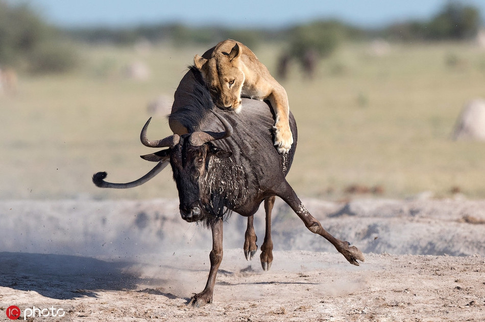 Theo nhiếp ảnh gia Sue Morri, ngay sau khi lựa chọn con mồi, sư tử cái đã khóa mục tiêu và lao tới tấn công cực nhanh khi linh dương đầu bò mất cảnh giác.