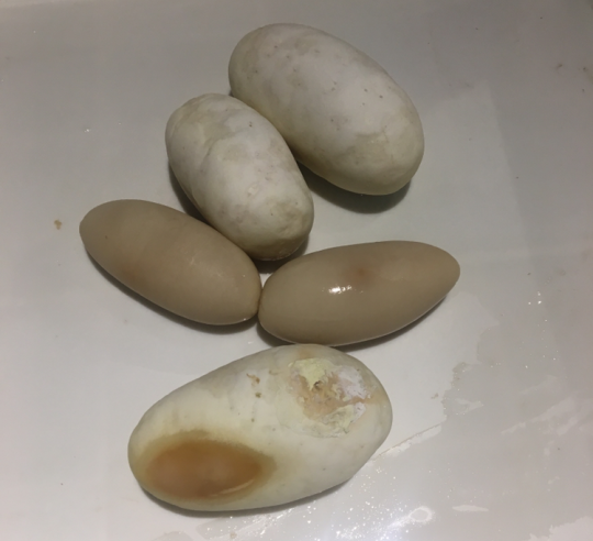 To mo mui vi trung tran, thanh nien quyet thu va ket kho tin