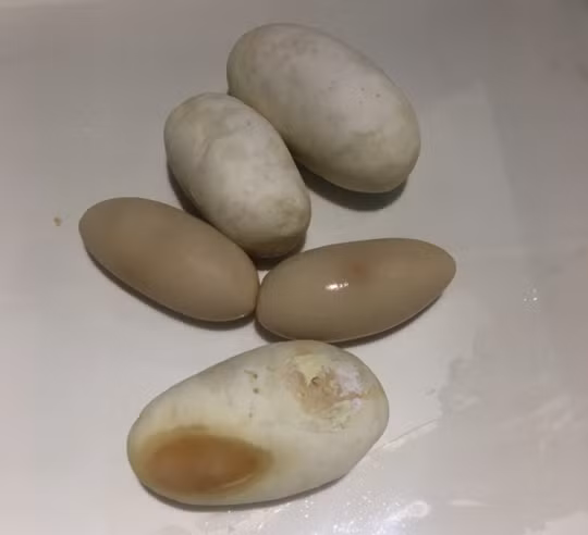 Tò mò mùi vị trứng trăn, thanh niên quyết thử và kết khó tin To mo mui vi trung tran, thanh nien quyet thu va ket kho tin