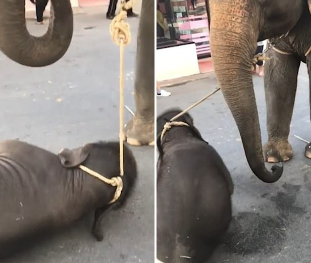 Dau long voi con guc duoi chan me cho khach du lich