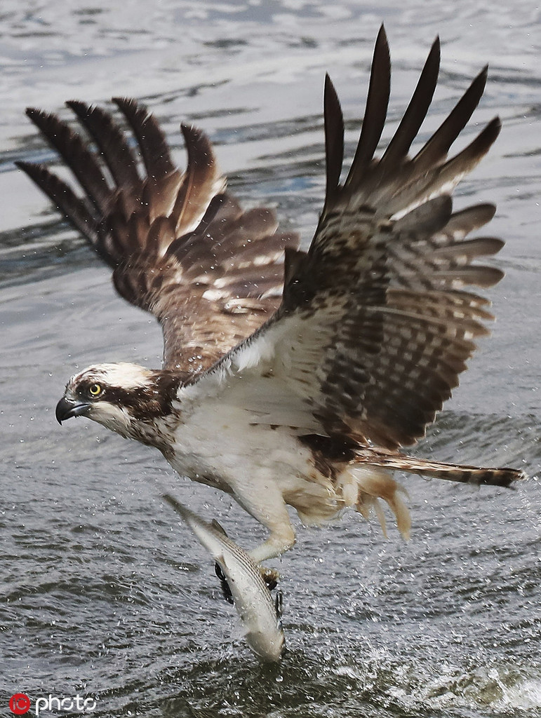 San ca nhanh nhu chop, ung bien the hien ban linh vuong gia-Hinh-2