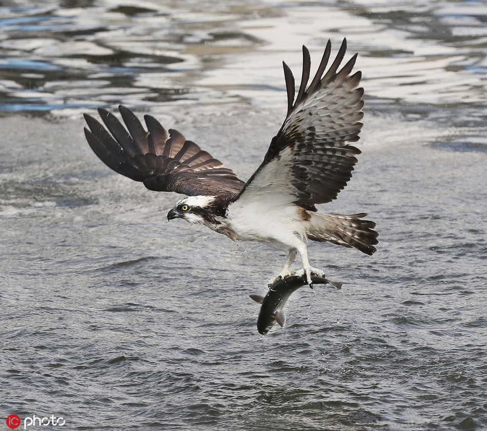 San ca nhanh nhu chop, ung bien the hien ban linh vuong gia