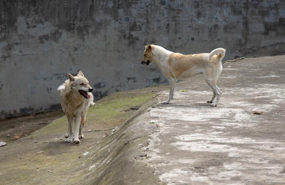 Ky la cho nha va cho soi song chung sieu hoa hop-Hinh-2