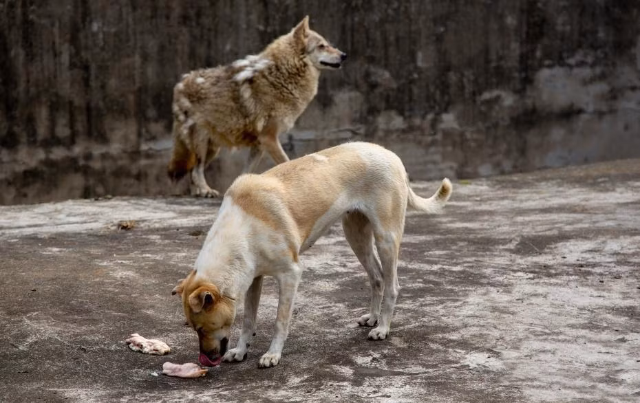 Ky la cho nha va cho soi song chung sieu hoa hop-Hinh-3