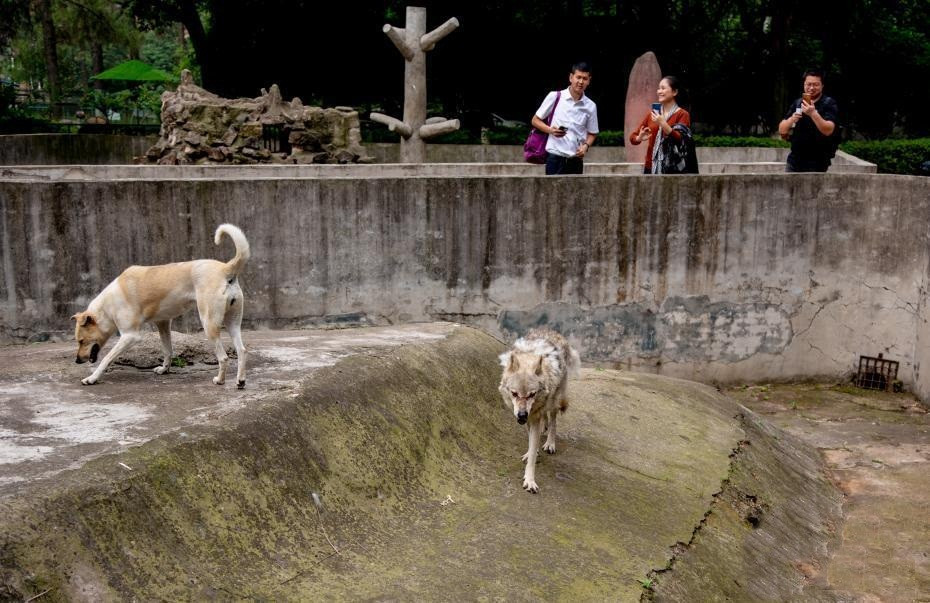 Ky la cho nha va cho soi song chung sieu hoa hop