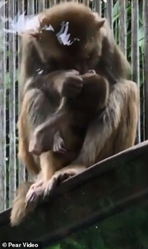 Khỉ mẹ cực kỳ gắn bó, yêu thương và bảo vệ con mình. Cũng chính bởi thế, mặc dù khỉ con rất yếu ớt từ khi mới chào đời nhưng các nhân viên vườn thú không thể tiếp cận nó để chăm sóc, điều trị.