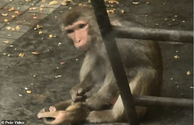 Kết cục, chỉ hai ngày sau sinh, khỉ con chết vì thiếu dinh dưỡng.