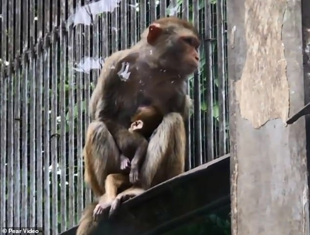 Cảnh tượng đau lòng khiến nhiều người không khỏi rơi nước mắt.