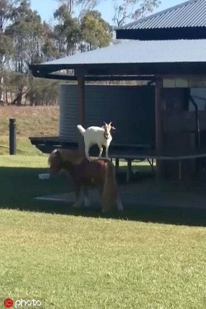 Chủ nhân của đôi bạn khác loài kỳ lạ này cho biết, tuy rằng khác loài nhưng dê trắng và ngựa lùn thân thiết hơn cả đồng loại.