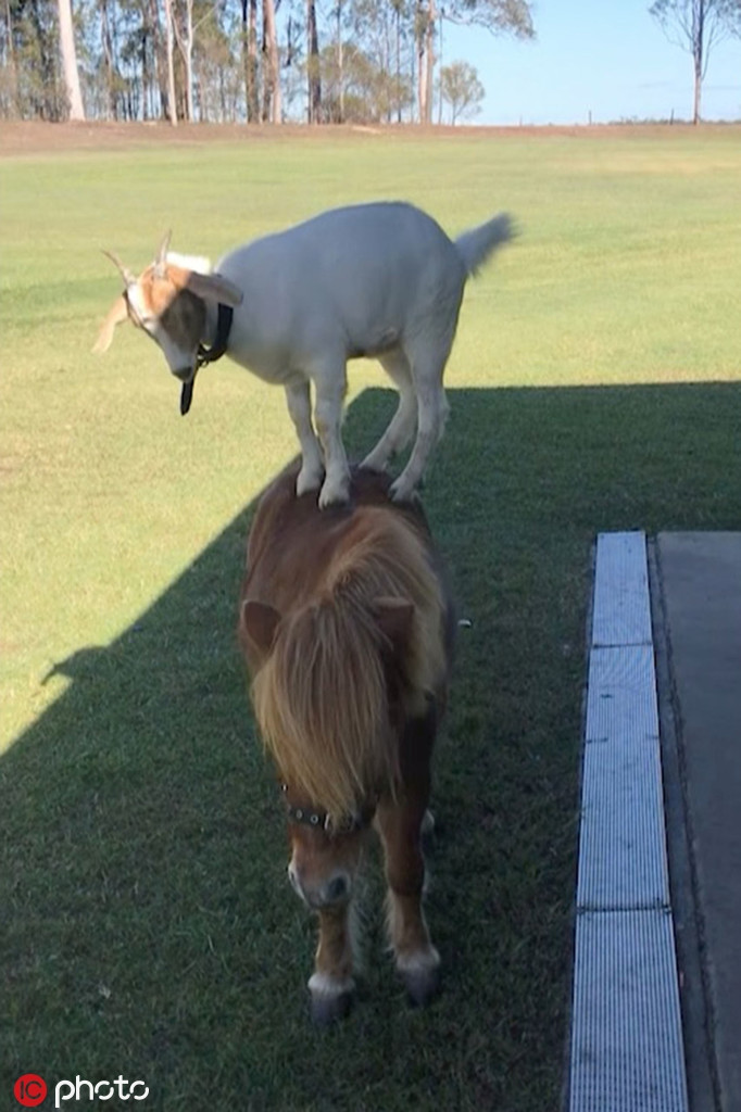 Được biết, ngay từ khi gặp nhau, dê trắng và ngựa lùn đã chơi đùa vô cùng vui vẻ. Mặc dù con dê trắng có tính cách nghịch ngợm và thường xuyên bày trò thế nhưng ngựa lùn không hề cảm thấy phiền.