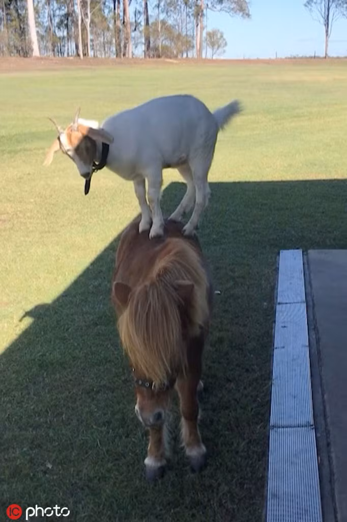 Được biết, ngay từ khi gặp nhau, dê trắng và ngựa lùn đã chơi đùa vô cùng vui vẻ. Mặc dù con dê trắng có tính cách nghịch ngợm và thường xuyên bày trò thế nhưng ngựa lùn không hề cảm thấy phiền.