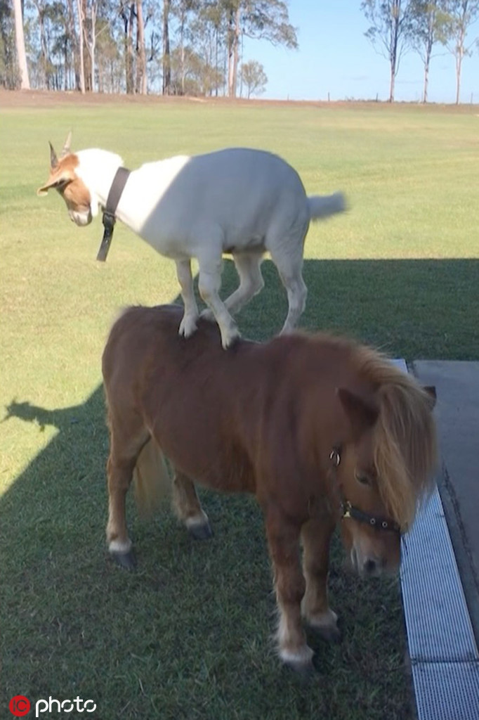 Trong ảnh là khoảnh khắc ngựa lùn vui vẻ để dê trắng trèo lên lưng chạy nhảy, đùa nghịch.