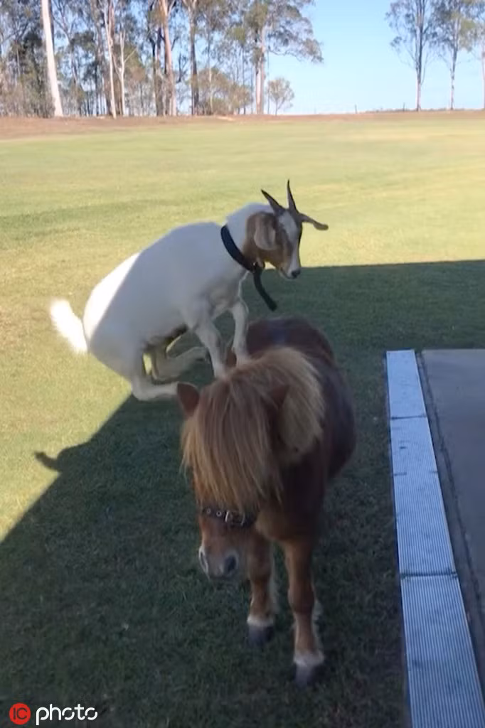 Được biết, ngựa lùn rất chiều chuộng dê trắng, khi dê trắng đòi trèo lên lưng, cưỡi đi quanh sân, ngựa lùn cũng không phản đối. Nó thậm chí còn rất hợp tác, giúp dê trắng đứng vững trên lưng mình.