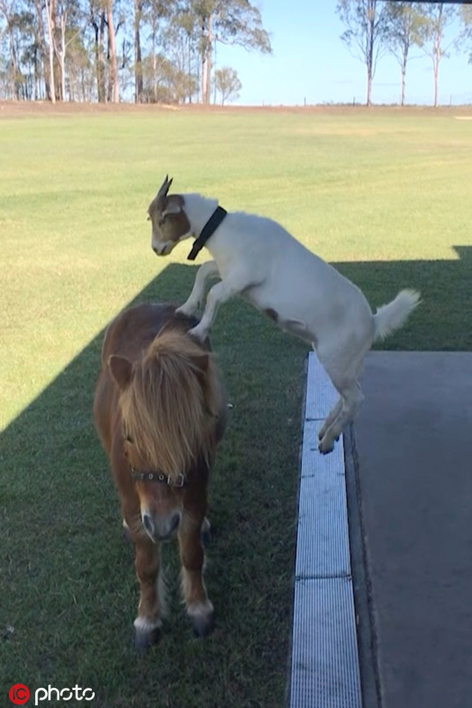 Chúng cùng ăn, cùng chơi, cùng ngủ, cùng tận hưởng mọi khoảnh khắc với nhau. Tình bạn của chúng ở thời điểm hiện tại có thể nói là không thể tách rời.