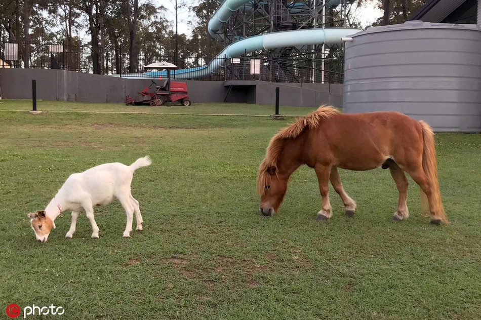 Ngược lại, ngựa lùn còn hùa theo, hưởng ứng mọi trò đùa nghịch do dê trắng bày ra.