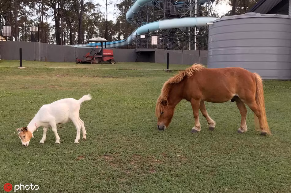 Ngược lại, ngựa lùn còn hùa theo, hưởng ứng mọi trò đùa nghịch do dê trắng bày ra.