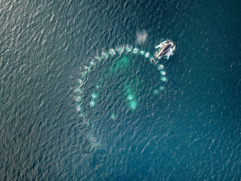 Ca voi thong minh biet giang bay tren bien de cau ca