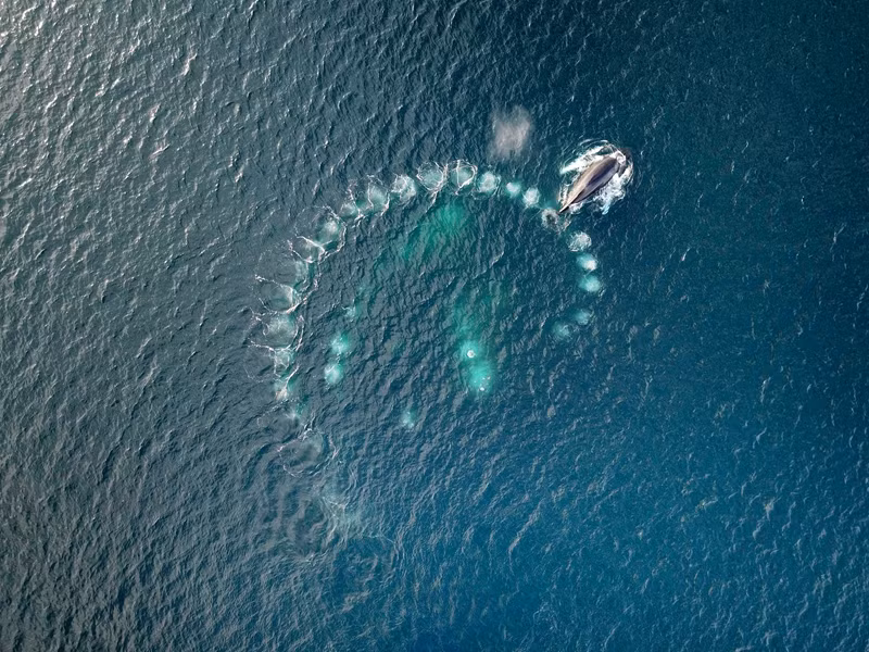 Ca voi thong minh biet giang bay tren bien de cau ca