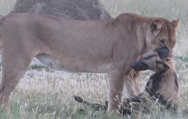 Cho hoang chau Phi dien xuat, thoat nanh vuot su tu tai tinh