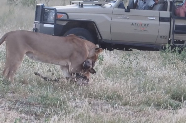 Cho hoang chau Phi dien xuat, thoat nanh vuot su tu tai tinh-Hinh-2