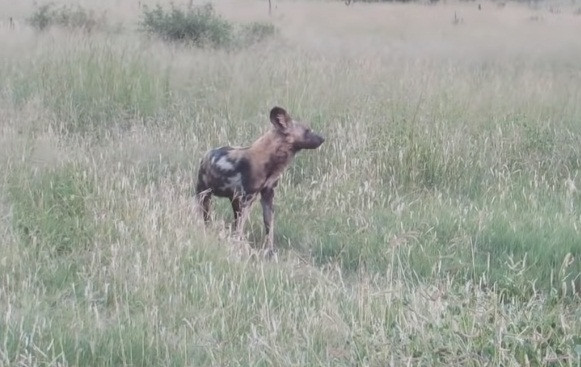 Cho hoang chau Phi dien xuat, thoat nanh vuot su tu tai tinh-Hinh-3