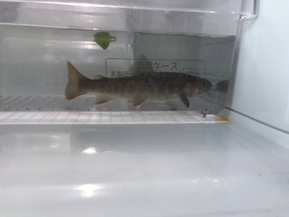 Ca de tu lanh 1 tuan van song, chu nha 