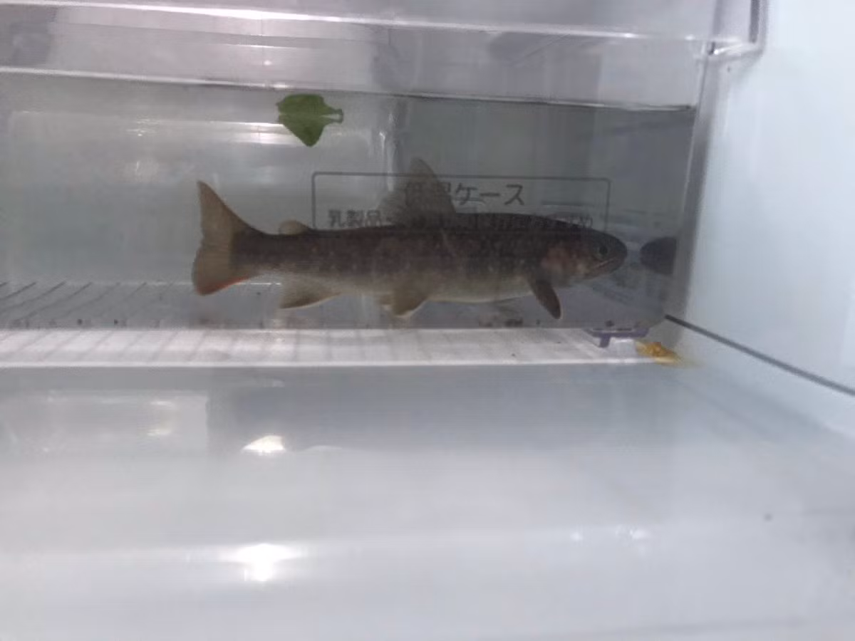 Ca de tu lanh 1 tuan van song, chu nha 