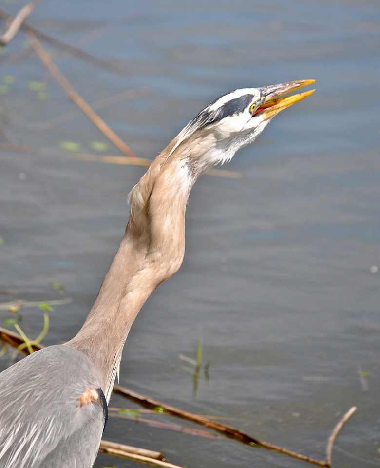 Diec lon chat vat nuot chung ca ro suyt rach ca hong-Hinh-3