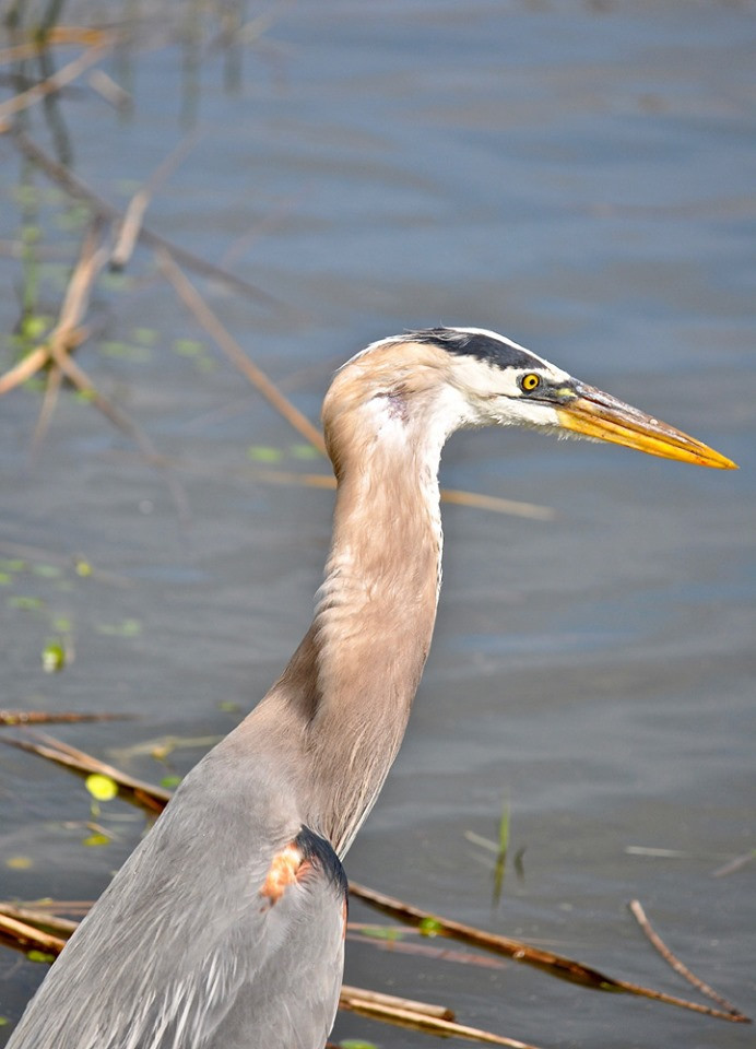 Diec lon chat vat nuot chung ca ro suyt rach ca hong-Hinh-4