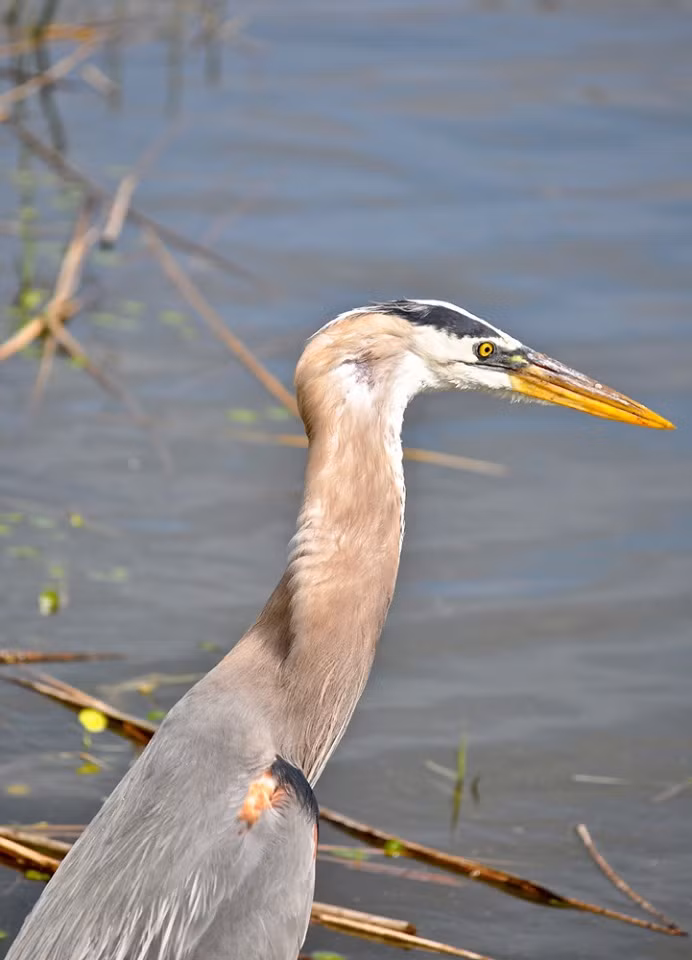 Diec lon chat vat nuot chung ca ro suyt rach ca hong-Hinh-4