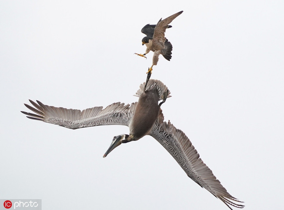 Nhiếp ảnh gia cũng cho biết thêm, có thể có chim cắt mái đã quá sốt sắng khi bảo vệ những con chim non. Nó sẽ nhắm vào bất cứ thứ gì bay gần tổ. Đã có hai con bồ nông chết vì những vụ tấn công kiểu này.