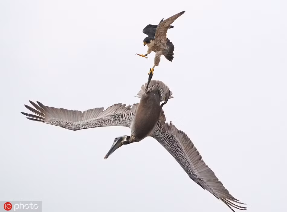 Nhiếp ảnh gia cũng cho biết thêm, có thể có chim cắt mái đã quá sốt sắng khi bảo vệ những con chim non. Nó sẽ nhắm vào bất cứ thứ gì bay gần tổ. Đã có hai con bồ nông chết vì những vụ tấn công kiểu này.