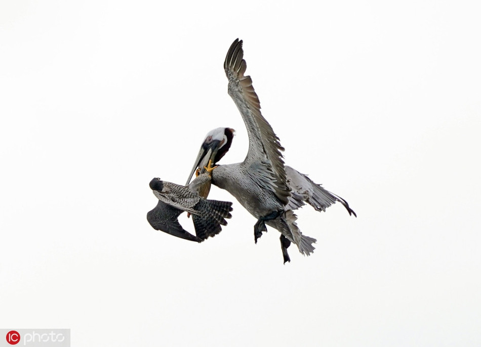 "Chim mái đang trông tổ, chờ chim đực mang thức ăn về chăm con thì đột nhiên nó bay vọt ra từ vách đá với tốc độ khoảng hơn 160km/h, đánh thắng vào đàn bồ nông đang rình rập quanh đó. Tôi không thể tin vào mắt mình. Tôi đã chụp ảnh những con chim cắt suốt vài năm qua ở nhiều địa điểm khác nhau nhưng chưa từng thấy chúng ra đòn với bồ nông bao giờ", nhiếp ảnh gia Alex hào hứng chia sẻ.