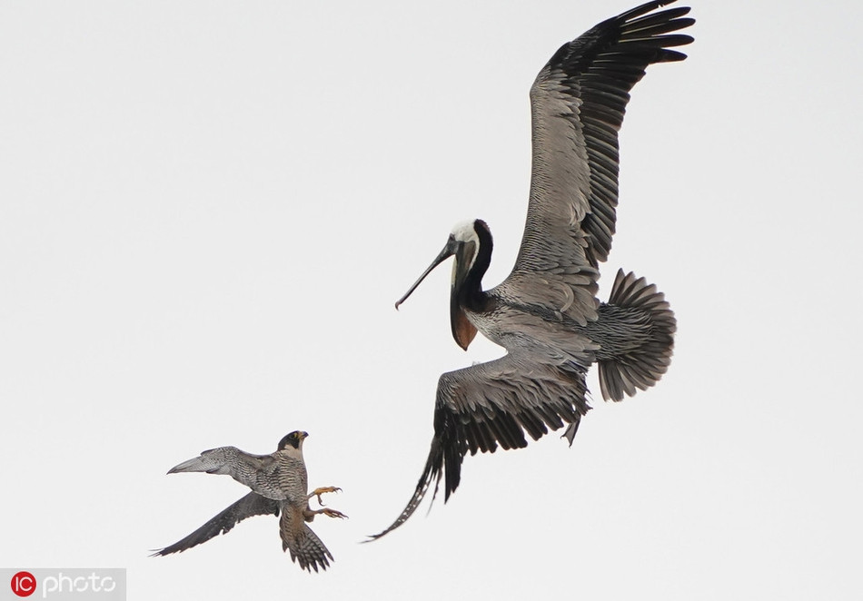 Khi thấy bồ nông quay người bay đi chạy trốn, chim cắt đuổi theo vào dùng móng vuốt túm lấy cánh của một con bồ nông. Sau đó, chim cắt không ngừng mổ xuống đầu, xuống cổ con bồ nông mà nó đeo bám.