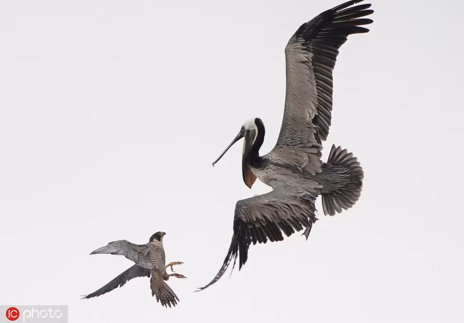 Khi thấy bồ nông quay người bay đi chạy trốn, chim cắt đuổi theo vào dùng móng vuốt túm lấy cánh của một con bồ nông. Sau đó, chim cắt không ngừng mổ xuống đầu, xuống cổ con bồ nông mà nó đeo bám.