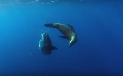 Ca mat troi bi su tu bien nuot song van phan ung la-Hinh-2