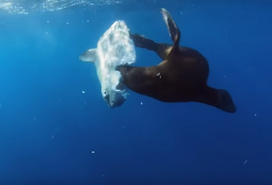 Ca mat troi bi su tu bien nuot song van phan ung la-Hinh-4