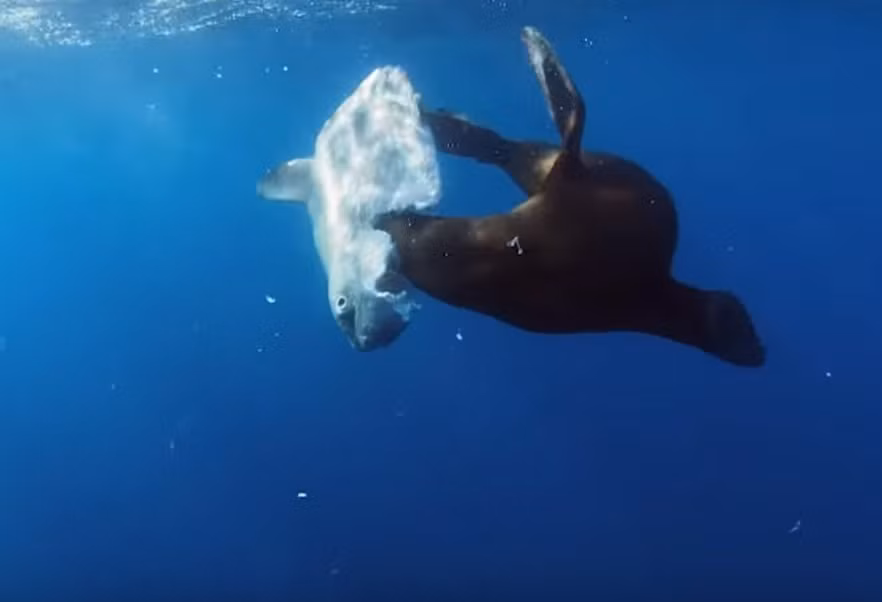 Ca mat troi bi su tu bien nuot song van phan ung la-Hinh-4