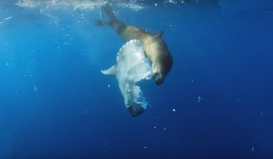 Ca mat troi bi su tu bien nuot song van phan ung la-Hinh-3