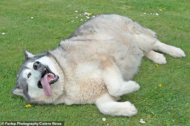 Chu cho beo nhat nuoc Anh va so phan dang thuong-Hinh-2