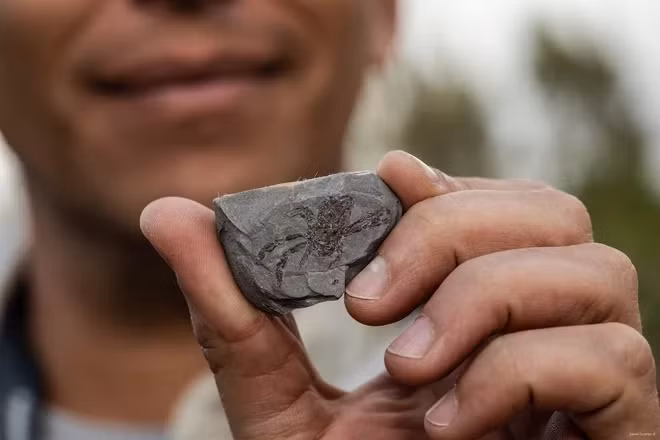 Sửng sốt chân dung loài cua cổ đại siêu đáng yêu - Hình 2 Sung sot chan dung loai cua co dai sieu dang yeu-Hinh-2