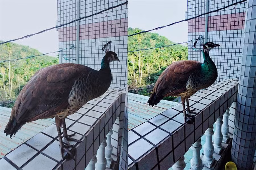 Tuong co trom, chu nha sung so phat hien chim co tich