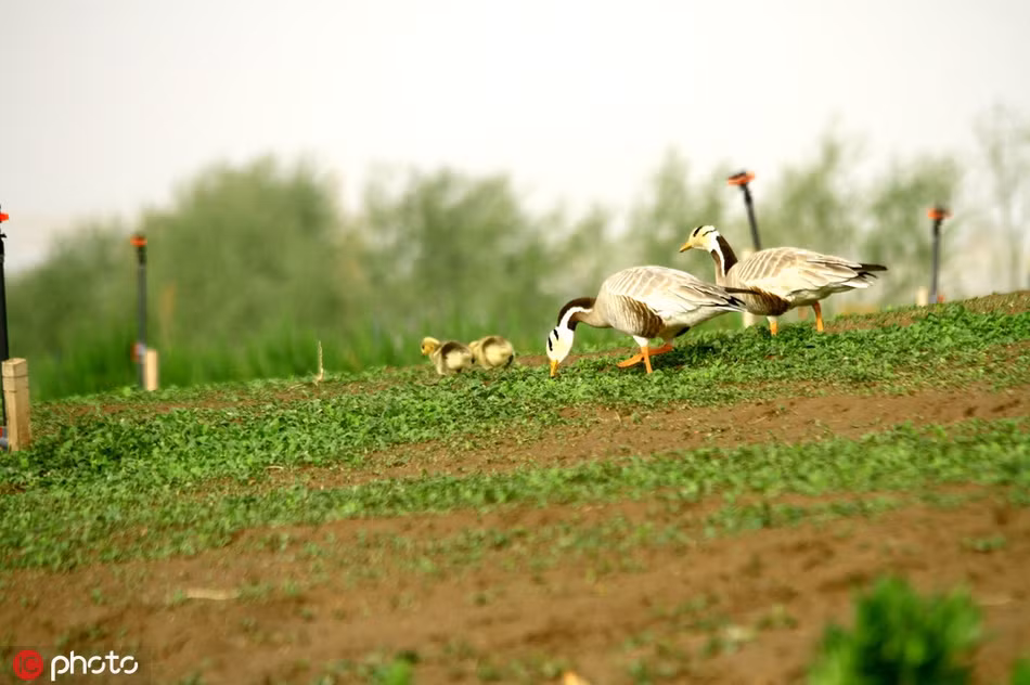 Tranh nang nhu thieu dot, ngong dau soc lap ke kiem an-Hinh-3