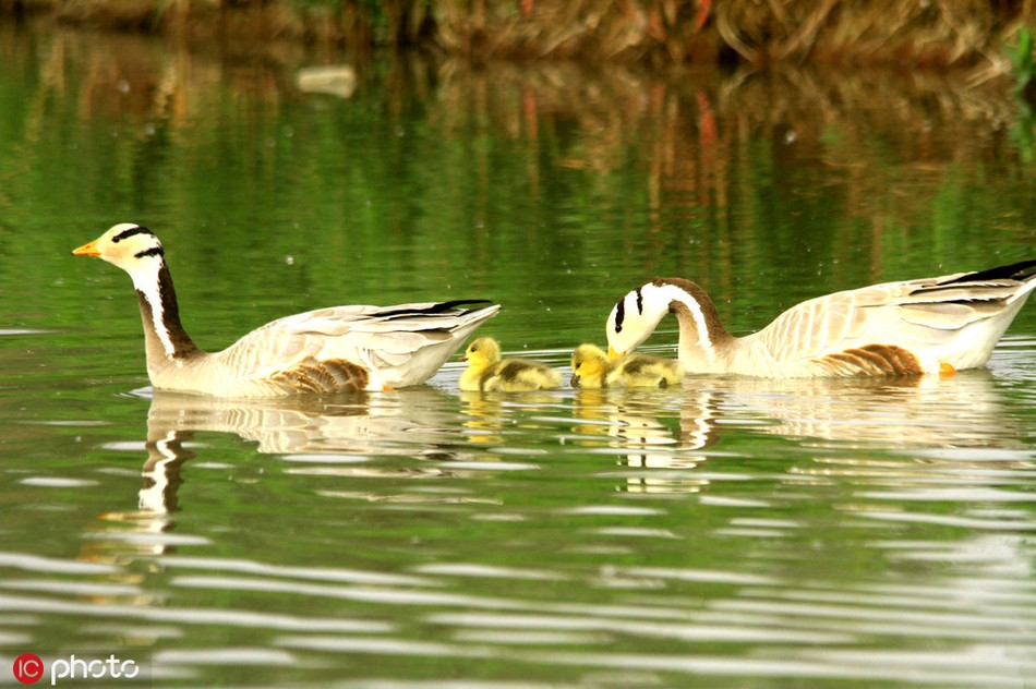 Tranh nang nhu thieu dot, ngong dau soc lap ke kiem an-Hinh-2