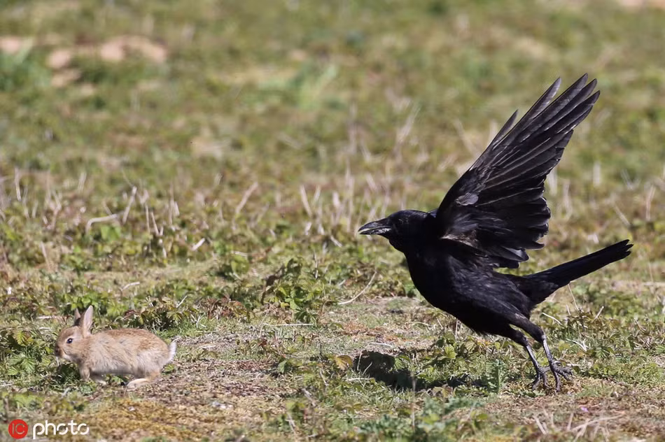Nhiếp ảnh gia Ray Pownall quan sát toàn bộ sự việc và cho biết, ông rất vui khi cả hai mẹ con thỏ nâu đều thoát khỏi móng vuốt của con quạ.