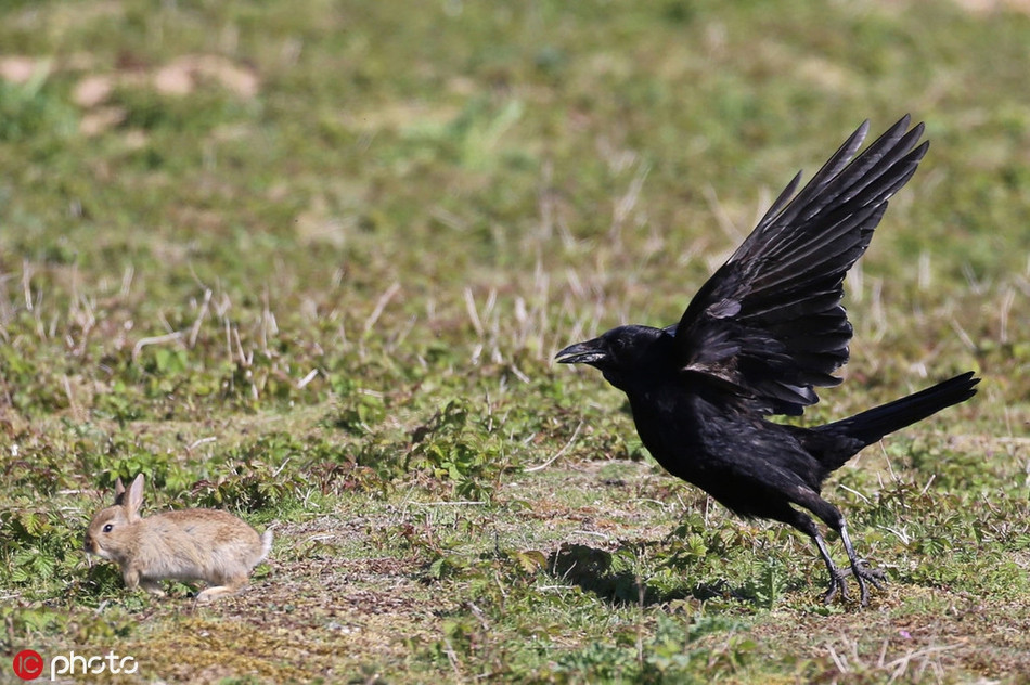Nhiếp ảnh gia Ray Pownall quan sát toàn bộ sự việc và cho biết, ông rất vui khi cả hai mẹ con thỏ nâu đều thoát khỏi móng vuốt của con quạ.