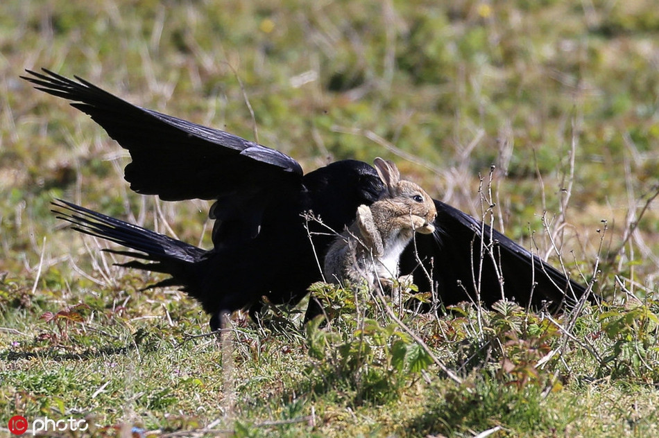 Khi trở lại mặt đất, vì quá hoảng hốt, thỏ con chỉ biết chạy quanh, cố gắng tìm một cái hang để trốn. Thấy thế, quạ đen lại lao đến muốn hoàn thành cuộc đi săn.