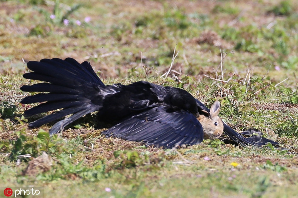 May mắn là thỏ mẹ kịp thời chạy đến, lao về phía quạ, giúp thỏ con có đủ thời gian trốn xuống hang. Thỏ mẹ cũng chạy xuống ngay sau đó.