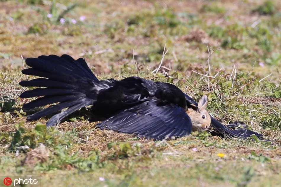 May mắn là thỏ mẹ kịp thời chạy đến, lao về phía quạ, giúp thỏ con có đủ thời gian trốn xuống hang. Thỏ mẹ cũng chạy xuống ngay sau đó.