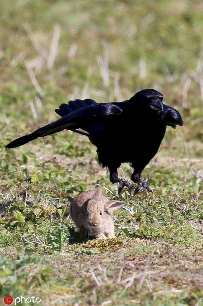 Nhiếp ảnh gia Ray Pownall cho biết, vào thời điểm đó, con thỏ non đang cùng với mẹ gặm cỏ trên cồn cát, đứng đằng xa là một con quạ đen đang rình mò.